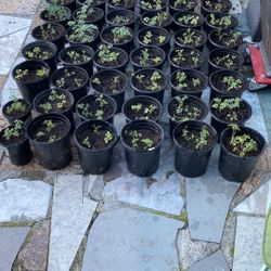 PLANTAS DE RUDA!! RUDA PLANTS