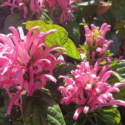 FLAMINGO FLOWER PLANTA 