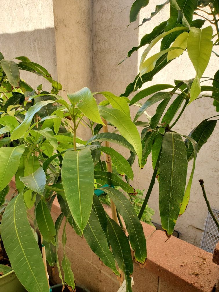 Ultra rare SUPER JULIE mango tree grafted in 7 gallon pot