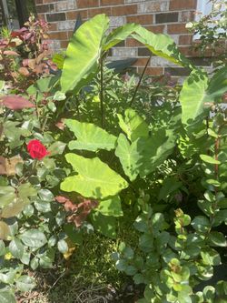 Elephant Ears Dark Stemmed