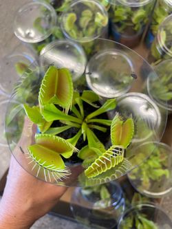 4” pot Venus fly trap; indoor/outdoor 95820