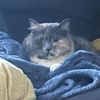 Elliot