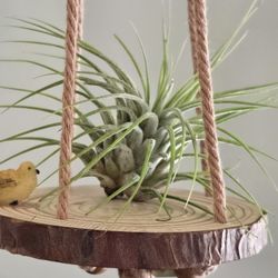 Small Hanging Airplant Holder With Bird