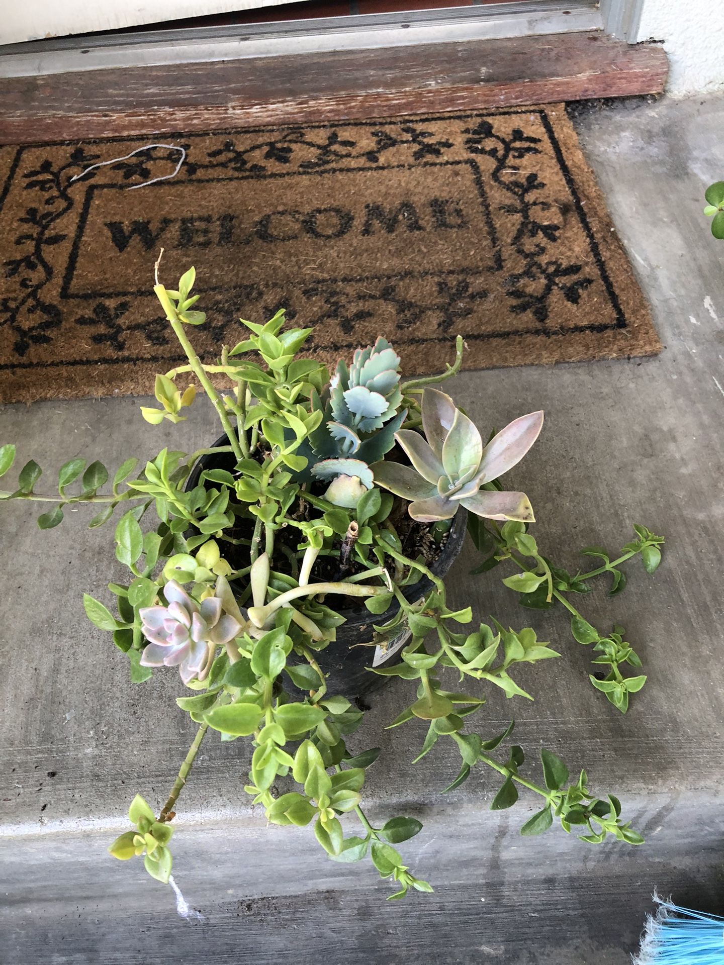 Succulents