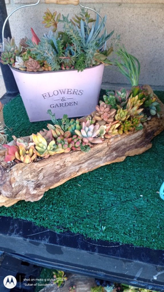 Succulent Arrangements 