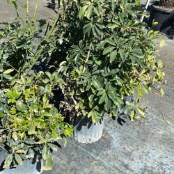 Green Arboricola - 3 Gallons