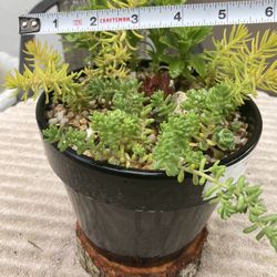 Succulents