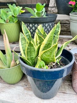 Plantas