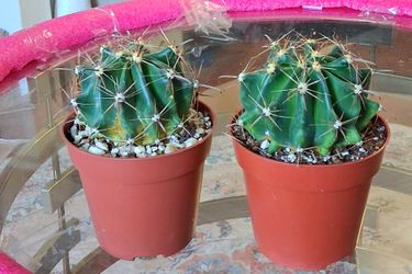 Live Cactus Indoor Houseplants each $6 and 2 for $10