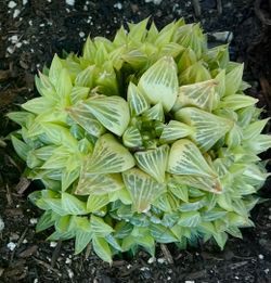 Haworthias $5 each bundle