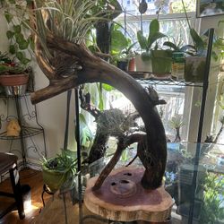 Plant Stand W Air Tillandsias 