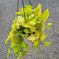 Neon Pothos Plant 8" Pot