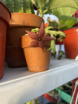 Stapelia star flowers plant