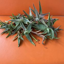 Baby Aloe Plants 