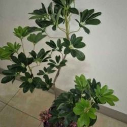 Faux Schefflera Plant in a 14" Resin Planter Topped with Colorful Polished Stones / Lavender ($40 / 2 for $70) @ Lasting Creations