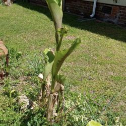 Banana Tree