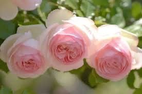 Rare European, Japan rose plants ,      Pink Eden Rose Large plant in 2 gallon pot