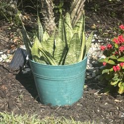 Snake Plant