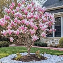 Magnolia tree / 5-6 feet tall / flowering
