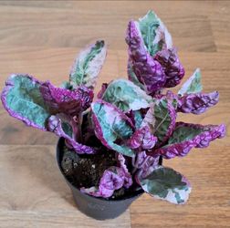 Live Beautiful Pink Snow White Waffle indoor Houseplants with nursery pots $9