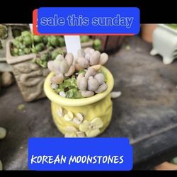 Korean Succulent RARE IN POT ONLY $12 SALE SATURDAY  IN San Lorenzo