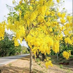 Golden rain shower Trees in 3gal arboles  de Flores 