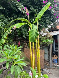 Plantas de plátano burro $20 each plants only