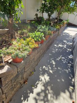 Assorted succulents in 10" color pots for $10