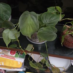 Philodendron Micans 