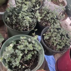 HERMOSAS PLANTAS NATURALES “PINK PANTHER PLANT “