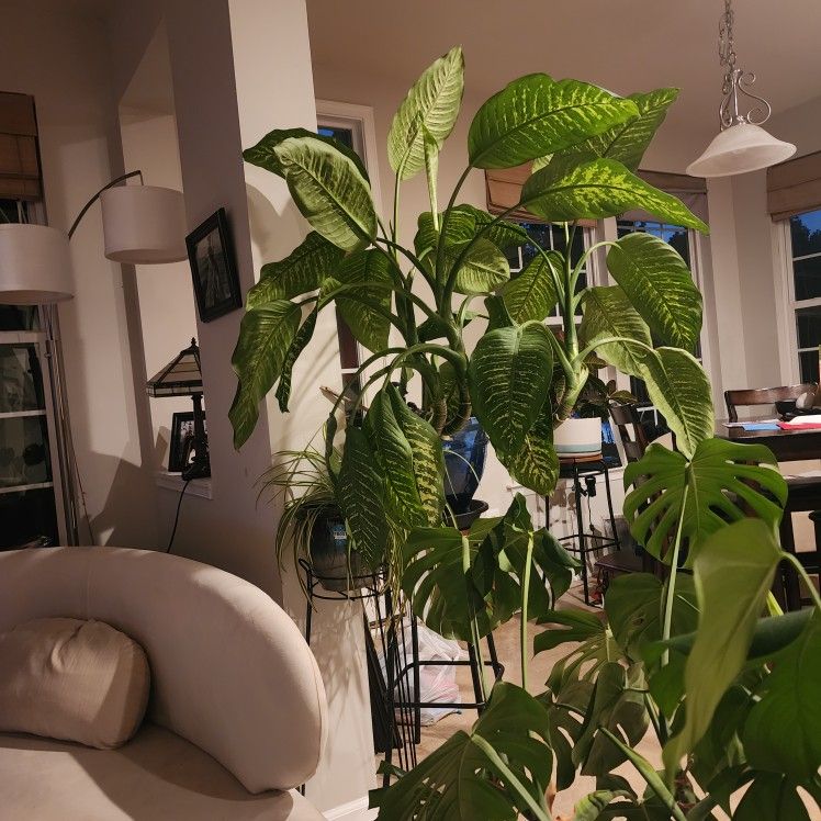 REAL Dieffenbachia Compacta Plant (Giant!)
