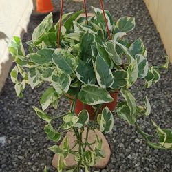 6" Pothos 'N'Joy' (C)