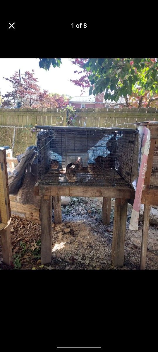 Rabbit Cage