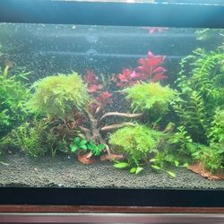 Aquarium  Plants  Moss Tree (Triangle Moss )
