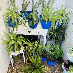 Plants for sale  15  each