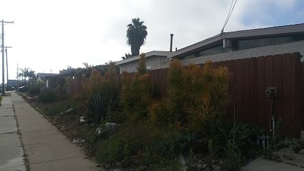 Succulents for sale