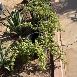 Elephant Food Plants $30 Each