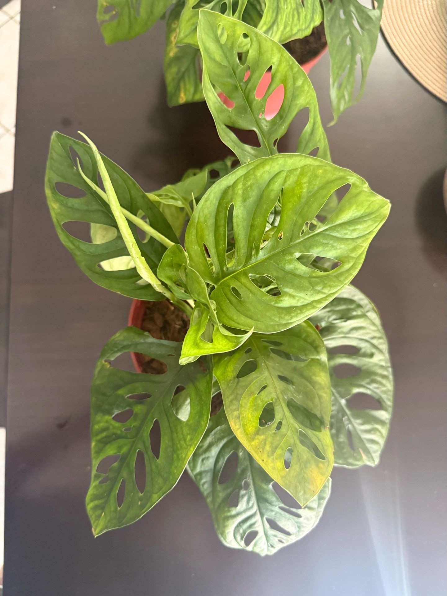 Swiss Cheese Plant 6” Pot
