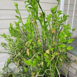 Devil's Backbone Plant 