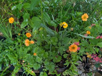 Geum