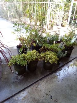 Plants for sale