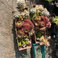 Succulents