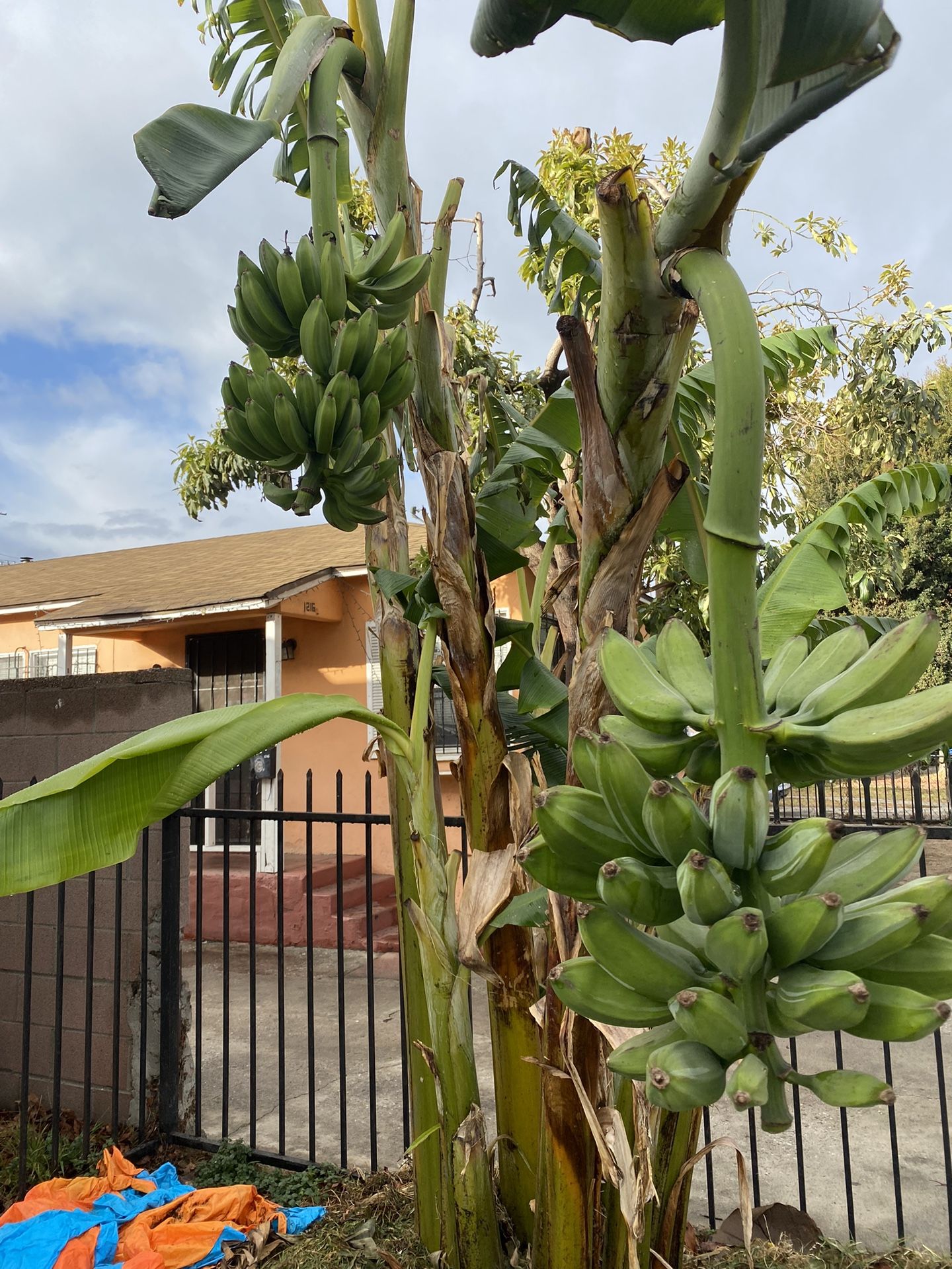 Burro Banana Tree