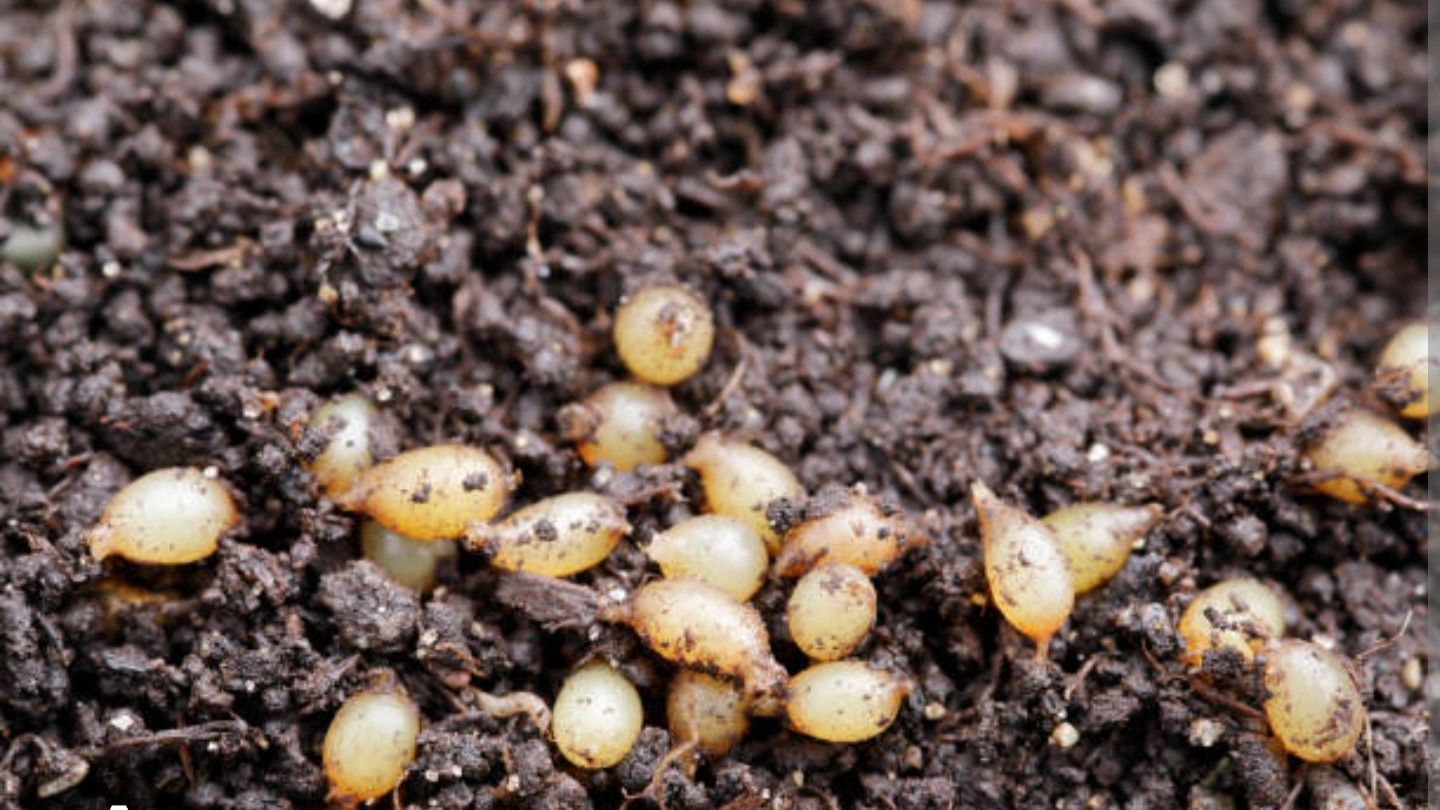 2000+ Red Worm Cocoons