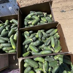 Cumbers Pepino