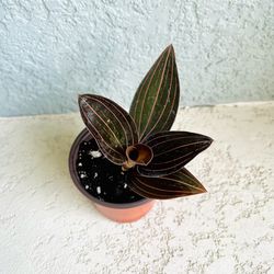 Jewel  Orchid  Ludisia Plant 