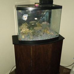 Fish Tank 