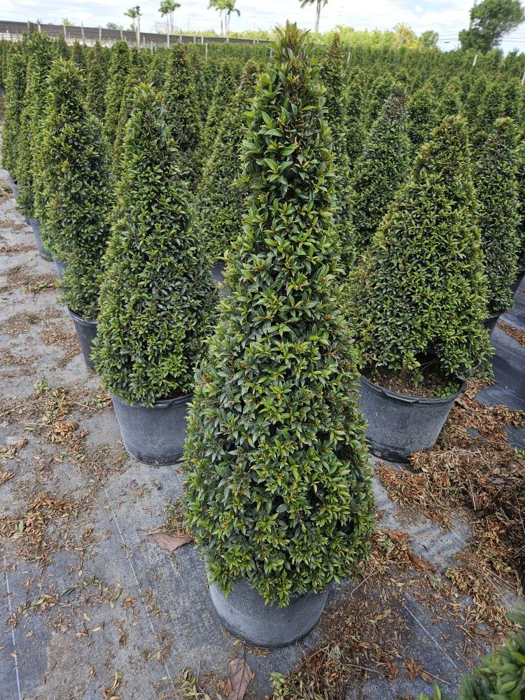 Topiary Cones  Medium Size Starting $30