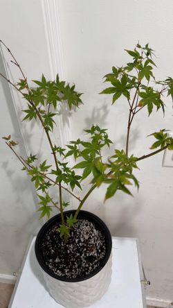 Japanese Maple