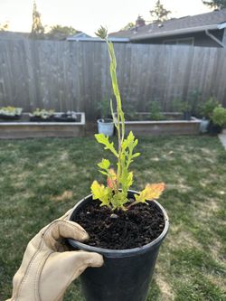 Native Plant: Blanketflower (Gaillardia aristata) - 1 gallon